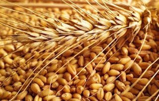 توريد أكثر من 135 ألف طن قمح بمحافظة الفيوم