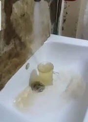 شكوى من تلوث مياه الشرب بقرية الصلعا بسوهاج
