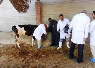الزراعة تحصين 990 ألف رأس ماشية ضد مرض الحمي القلاعية حتى الان