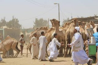 بالصور الزراعة  تتابع سوق الجمال في برقاش بمحافظة الجيزة