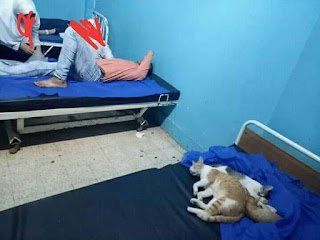 الإهمال يضرب مستشفى بسيون العام بالغربية.. المرضى يفترشون الطرقات القطط تغزوها بسبب القمامة .. والأهالي...