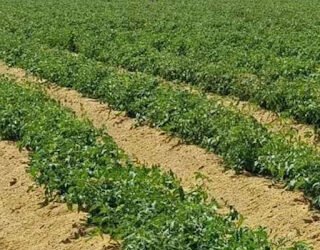 المزارعين يطالبون بوقف بناء مدينة اسنا الجديدة للحفاظ على زراعات 1000 فدان .