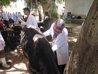 تحصين 78 ألف رأس ماشية ضد الحمى القلاعية والوادي المتصدع بسوهاج