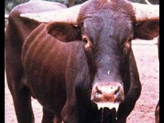 بيطري سوهاج تنظم ندوة عن مرض الحمى القلاعية