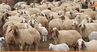 الزراعة تطرح 3000 رأس من الأضاحي بأسعار مخفضة للعيد