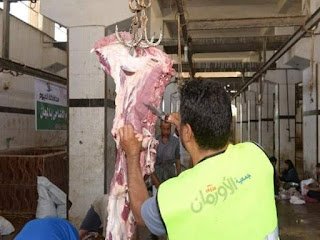 الأورمان تجهيز 715عجل بلدى لقرى الفيوم