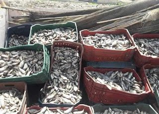 خطة لتنمية الثروة السمكية بالريان   الاثنين 26/8/ 2019