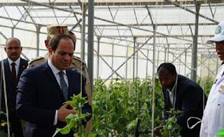 اليوم.. السيسي يفتتح المرحلة الثانية من مشروع الصوب الزراعية