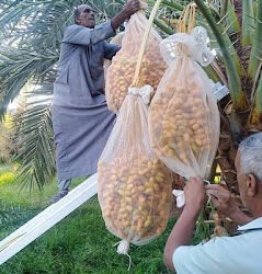 9 حقول إرشادية لمكافحة سوسة النخيل في الواحات البحرية