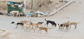 بيطري الفيوم تعدم 50 كلبا ضالا بالمحافظة