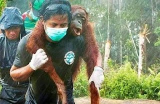 بالصور.. لحظة إنقاذ حيوانات غابات الأمازون من الحرائق