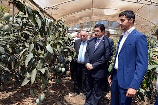 محافظ القليوبية يتفقد مزارع المانجو بالقناطر الخيرية