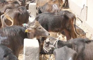 بدء التحصين ضد طاعون المجترات الصغيرة بالفيوم