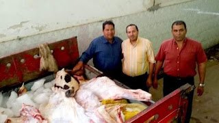 بالصور.. ضبط سيارة محملة ب٥٠٠ كيلو لحوم فاسدة قبل بيعها بالفيوم