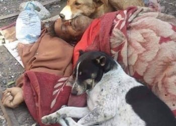 متشرد في اليمن يتوفي وسط كلابه فى الشارع والكلاب لم تفارقه واحتضنته من الحزن والالم