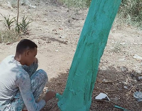 تقليم ودهان الأشجار بقرية الصلعا في سوهاج
