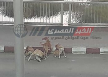 الكلاب الضالة تهدد أهالى نجع مطرود بسوهاج. وقارئ “بتجرى ورا الناس فى الشارع”