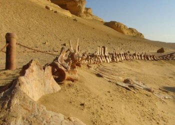 وزيرة التنمية المحلية والبيئة تعلن تجديد إدراج موقع وادي الحيتان ضمن القائمة الخضراء للاتحاد الدولي...