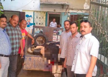 ضبط بقرة مذبوحة بعد نفوقها قبل وصولها للجزارين بالفيوم