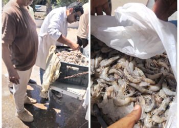 تموين الفيوم ضبط 1050 كيلو سمك جمبري منتهي الصلاحية وغير صالحة للاستهلاك الآدمي قبل بيعه...